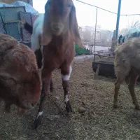 بز و نربز پاکستانی یا افغانی و دورگ|حیوانات مزرعه|جوادآباد, |دیوار