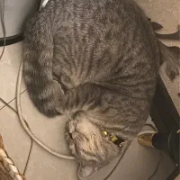 واگذاری اسکاتیش ان فولد