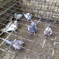 6عدد جوجه با یک عدد نر پلاکی|پرنده|کویرات, |دیوار