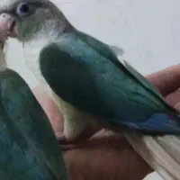 گیرینچیک گمشده