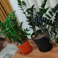 فروش سه عدد گل سالم و پر شاخه
