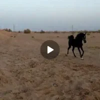 فروش و معاوضه