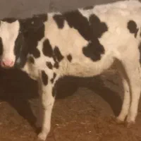 گاو زاییده با گوساله ماده رگایی|حیوانات مزرعه|بیرجند, |دیوار