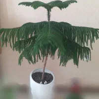 کاج مطبق