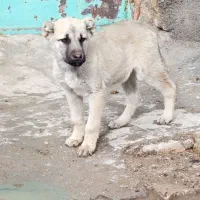 توله خراسانی|سگ|تیتکانلو, |دیوار