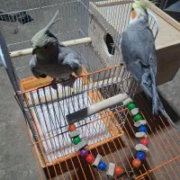 یک جفت  عروس هلندی دستی و سخنگو فروشی