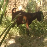 کیسه لنک جمل گوشتی همه چاق