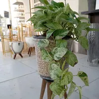 گلخانه ای بهشت گل پتوس مرمر و ارتشی|گل و گیاه طبیعی|سنندج, |دیوار