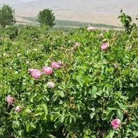 فروش-باغ