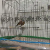 نر و ماده قناری