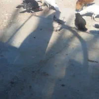 بوقلمون|حیوانات مزرعه|بهبهان, |دیوار