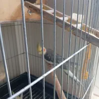 عروس هلندی سخنگو|پرنده|پرند, فاز ۶|دیوار