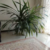 فروش گل طبیعی
