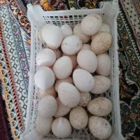 تخم بوقلمون امریکایی تازه ونطفه دار وتخم مرغ ریشی