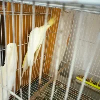 گرینچیک و عروس|پرنده|ساری, |دیوار