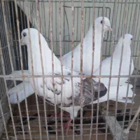 سه عدد کبوتر ناب گردن کلفت جنس قدیم با ضمانت