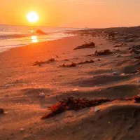 اجاره اسب برای عکاسی در ساحل و طبیعت|خدمات پذیرایی، مراسم|بوشهر, |دیوار