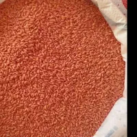 بذر گندم|خدمات باغبانی و درختکاری|شیراز, جمهوری|دیوار