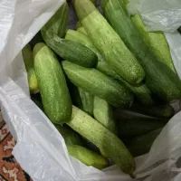 فروش خیار محلی