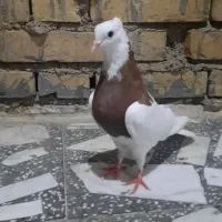 تعدادی طوقی|پرنده|شوش, |دیوار