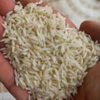 فروش برنج هاشمی