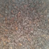 کشمش تازه زیر قیمت|خوردنی و آشامیدنی|باروق, |دیوار