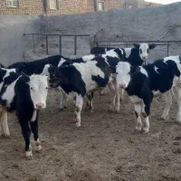 با سلام ۶ راس گوساله سیمینتال