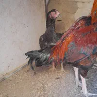 مرغ وخروس لاری