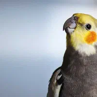 یک جفت عروس هلندی