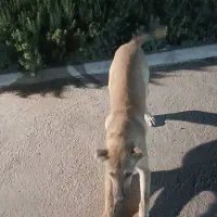 واگذاری توله