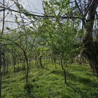 زمین-331متر-مسکونی-نوک-کوه