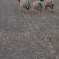 گوسفند ابستن