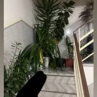 گل های طبیعی و سالم|گل و گیاه طبیعی|اراک, |دیوار