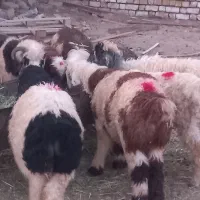 بره ترکی درجه ارسنجان