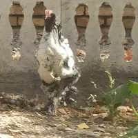 مرغ تخم گذار|حیوانات مزرعه|مشهد, ویلاشهر|دیوار