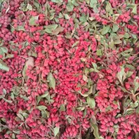 زرشک تازه