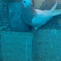 طوقی کرمونشاهی|پرنده|قم, ولیعصر|دیوار