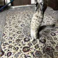 واکذاری گربه|گربه|اصفهان, مهدی آباد|دیوار