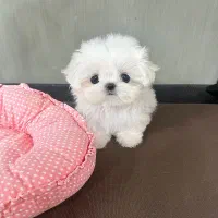 پودل مالتیز عروسکی مینی مالتیپو