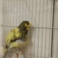 قناری نر، فر،