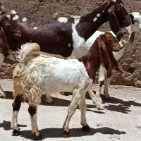 بز کهره پاکستانی