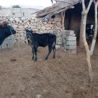 فروش گاو گوساله دار|حیوانات مزرعه|افزر, |دیوار