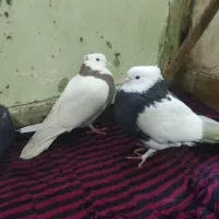 کفتر طوقی و سینه سبز