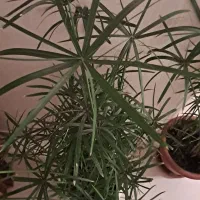 نخل مرداب|گل و گیاه طبیعی|تهران, قیطریه|دیوار