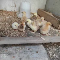 کوشین(جوجه کوشین مرغ و خروس مینیاتوری ست جاپنیز)|حیوانات مزرعه|گرگان, |دیوار