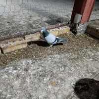 کبوتر|پرنده|تایباد, |دیوار