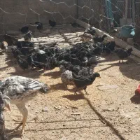 جوجه پنجاه روزه بلک استار