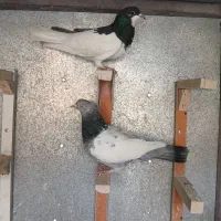 پرنده چپ سیاه سینه سبز