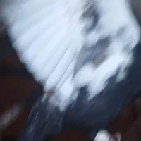 کبوتر سینه ای یا سینه سیاه|پرنده|شیراز, حومه شیراز|دیوار