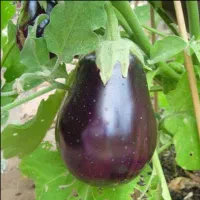 فروش نشا گوجه فلفل بادمجان کدو خیار پر محصول خارجی|خدمات باغبانی و درختکاری|تهران, سوهانک|دیوار